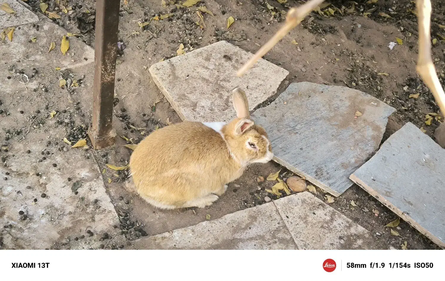 خرگوش ماده|موش و خرگوش|کرمان, |دیوار