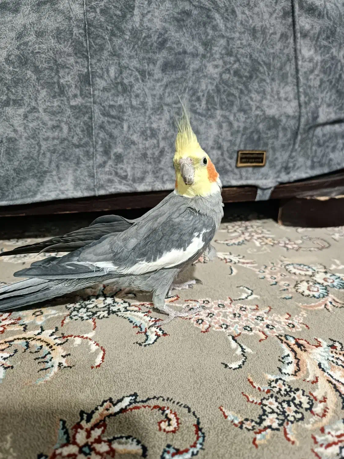 عروس هلندی|پرنده|اقلید, |دیوار