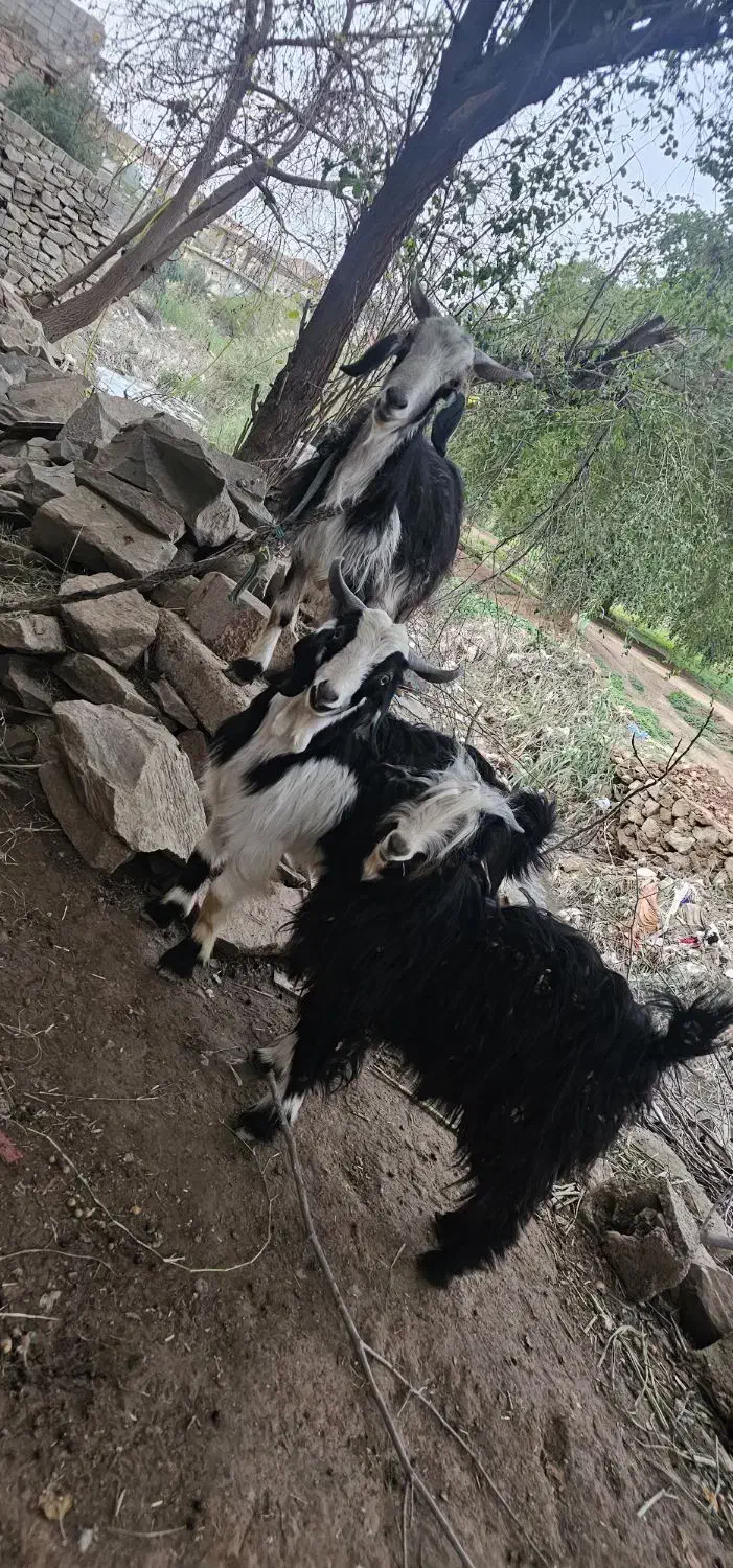 بیگ و بز|حیوانات مزرعه|مسجد سلیمان, |دیوار