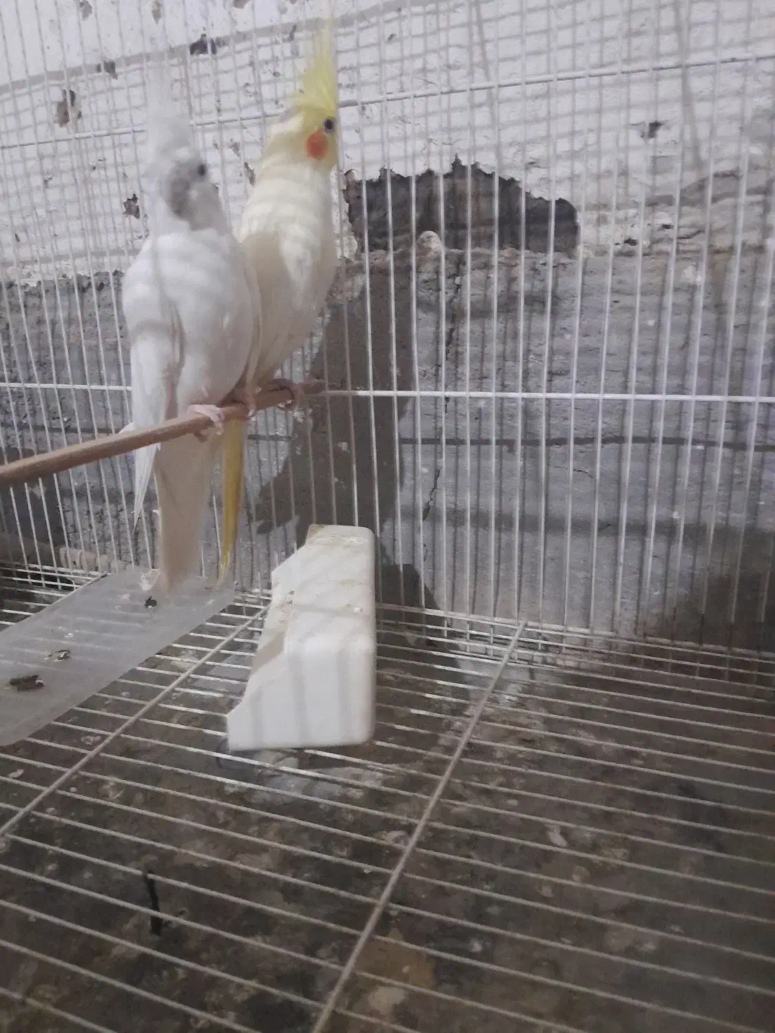 یک جفت عروس هلندی نر البینو ماده لوتینو|پرنده|هامون, |دیوار