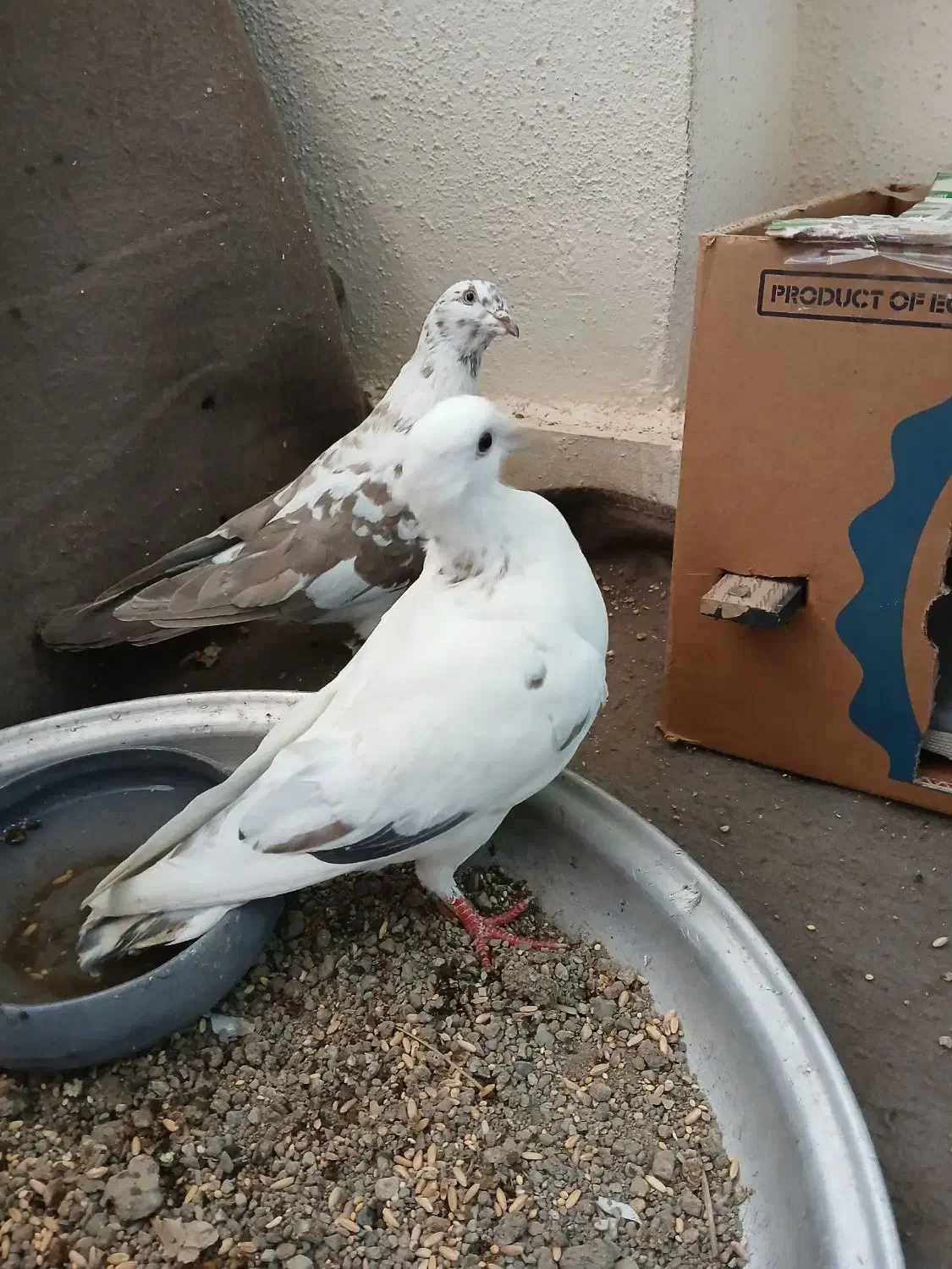 کفتر سفید|پرنده|محمدشهر, شهرک پیام (مهرالبرز)|دیوار