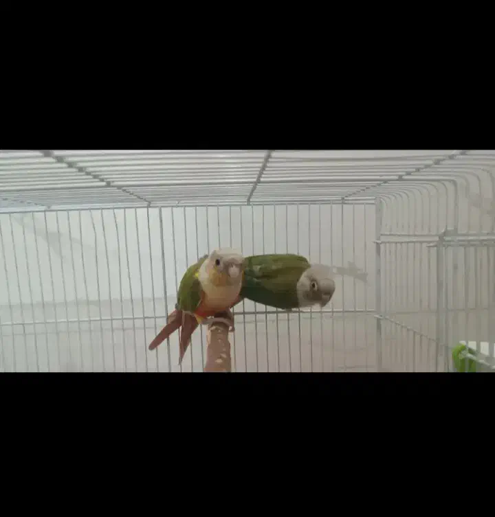 جفت گیرینچیک آناناسی|پرنده|خورموج, |دیوار