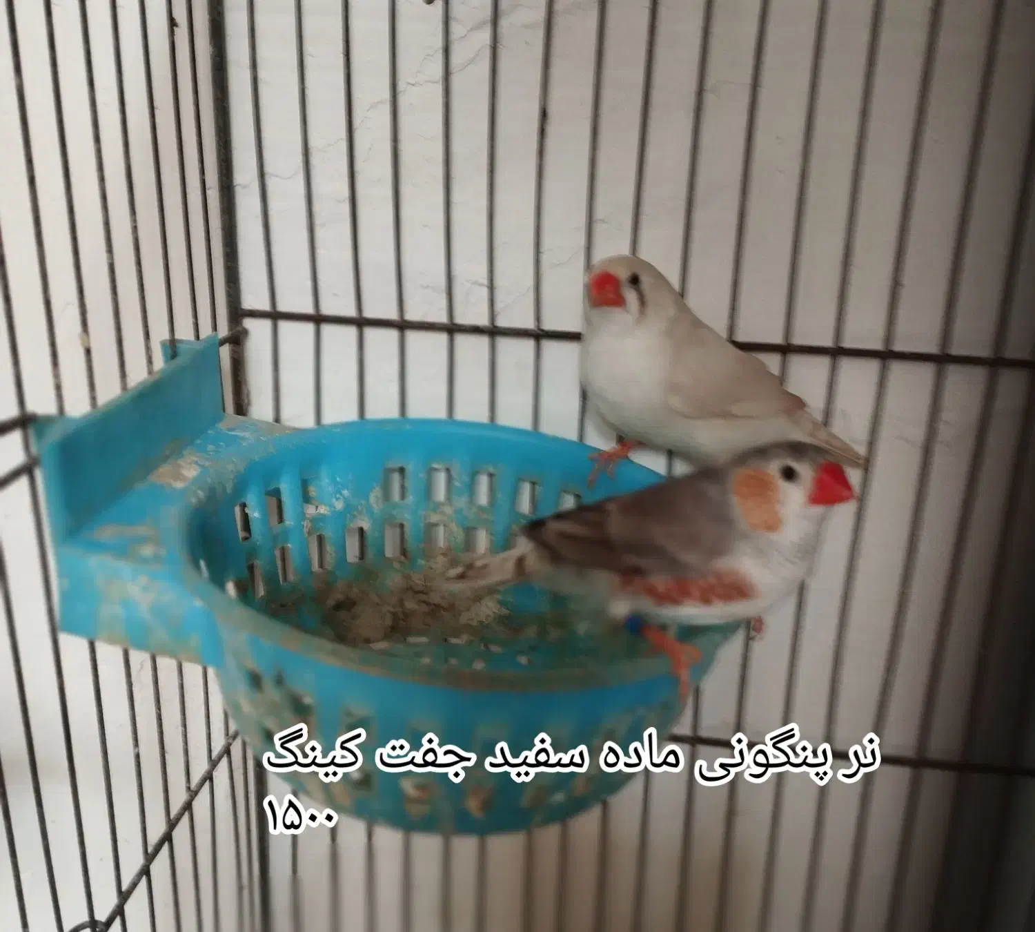 فنچ جامبون وپنکونی وکینگ ونرگسی|پرنده|رباط‌کریم, شترخوار|دیوار