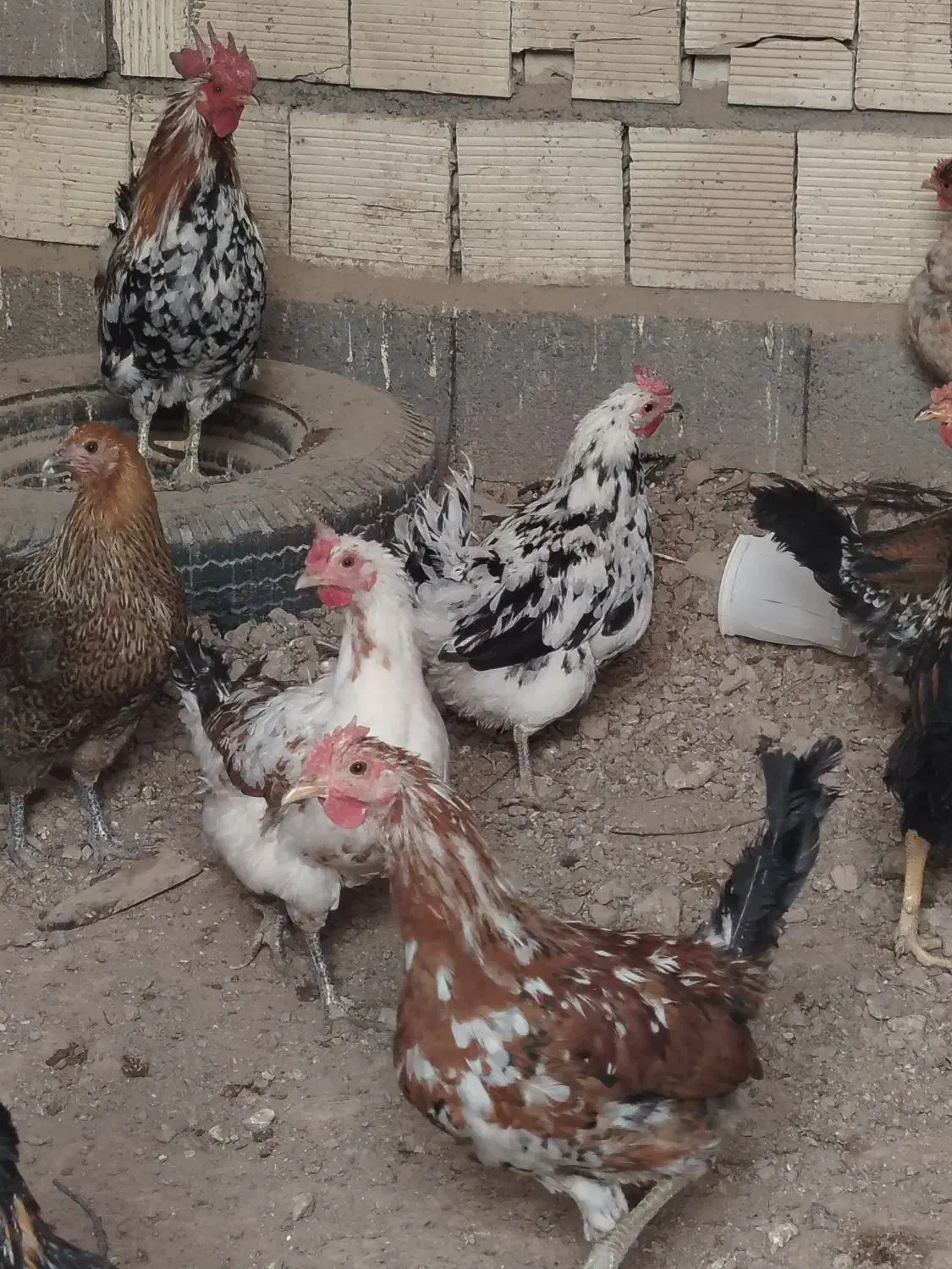 مرغ و خروس گلین لری|حیوانات مزرعه|شهرضا, |دیوار