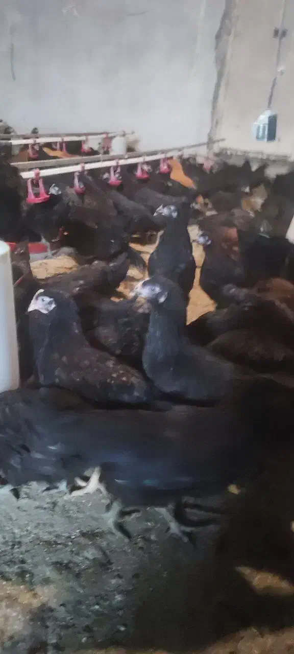 تاقچه جوجه گلپایگان مرغ خروس سیاه جهادی 4ماهه|حیوانات مزرعه|مشهد, ویلاشهر|دیوار