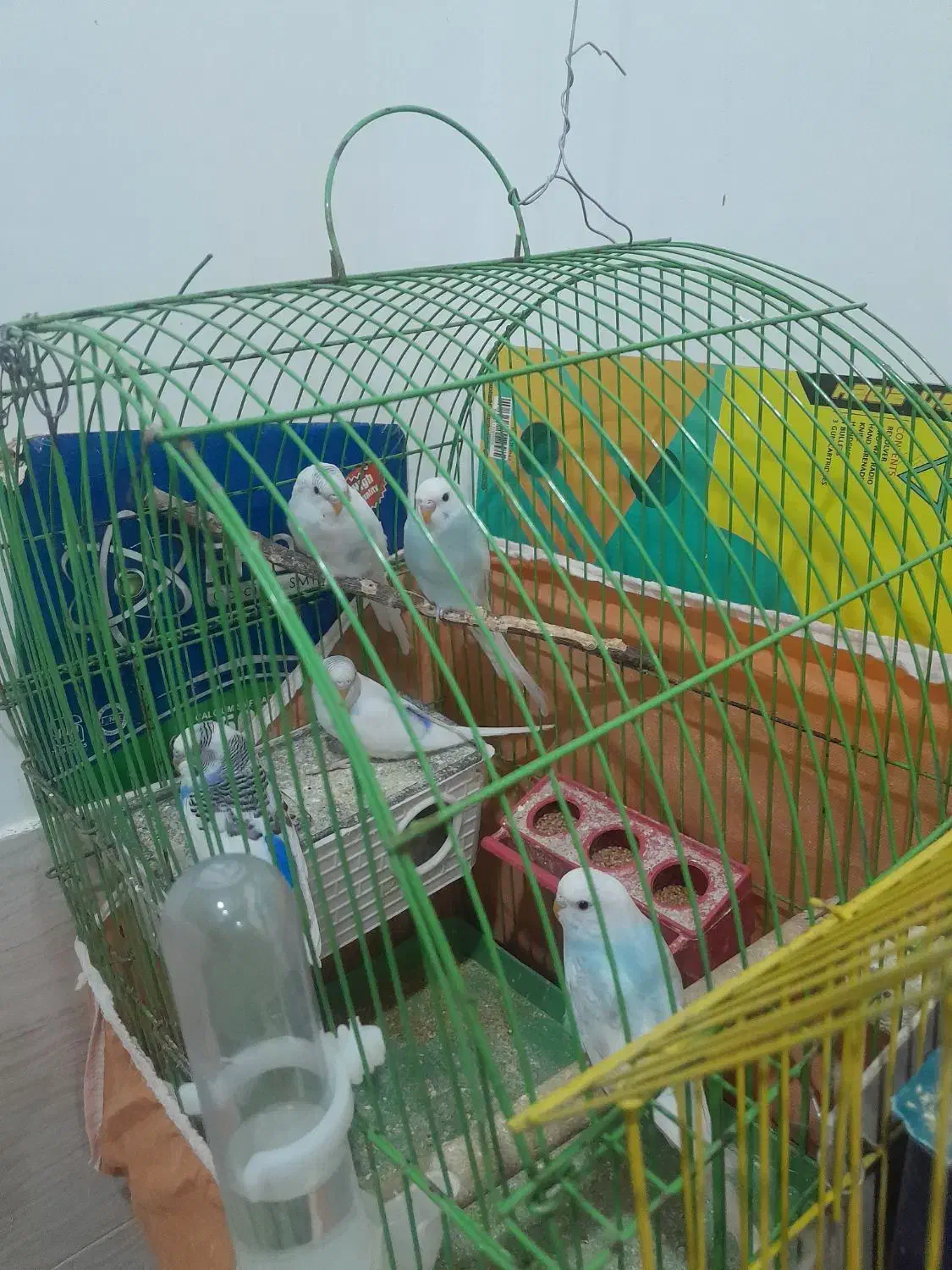 تعدادی مرغ عشق به فروش میرسد|پرنده|تاکستان, |دیوار