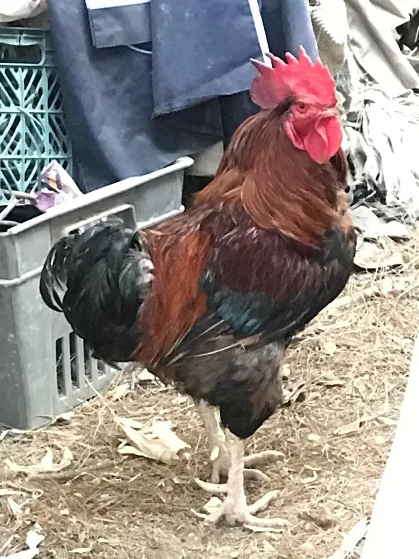 خروس و مرغ محلی / رسمی و اردک باغستان شهریار|حیوانات مزرعه|شهریار, شهریار|دیوار