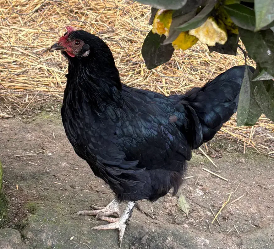 مرغ وخروس|حیوانات مزرعه|لاهیجان, لیالستان|دیوار