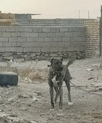 سگ نگهبان|سگ|جلگه رخ, |دیوار