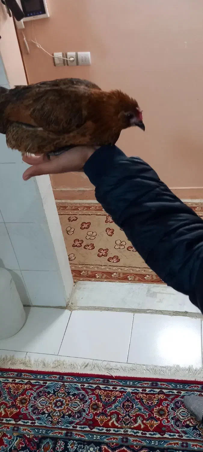 مرغ مینیاتوری|حیوانات مزرعه|گرگان, |دیوار