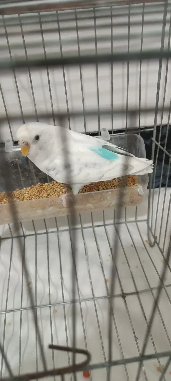 مرغ عشق ماده|پرنده|اقبالیه, |دیوار