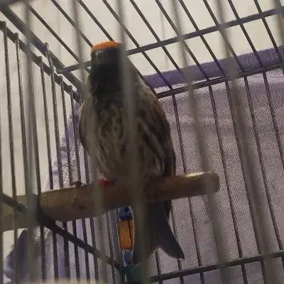 گلسر نر|پرنده|کهریزک, |دیوار