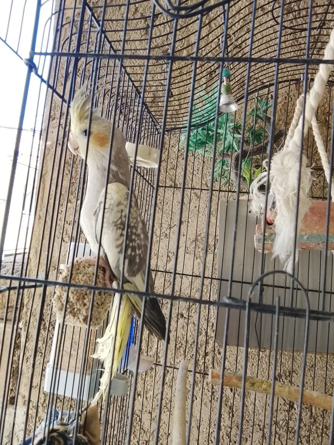 جوجه نر وماد شیش ماهه|پرنده|پاکدشت, خاتون آباد|دیوار