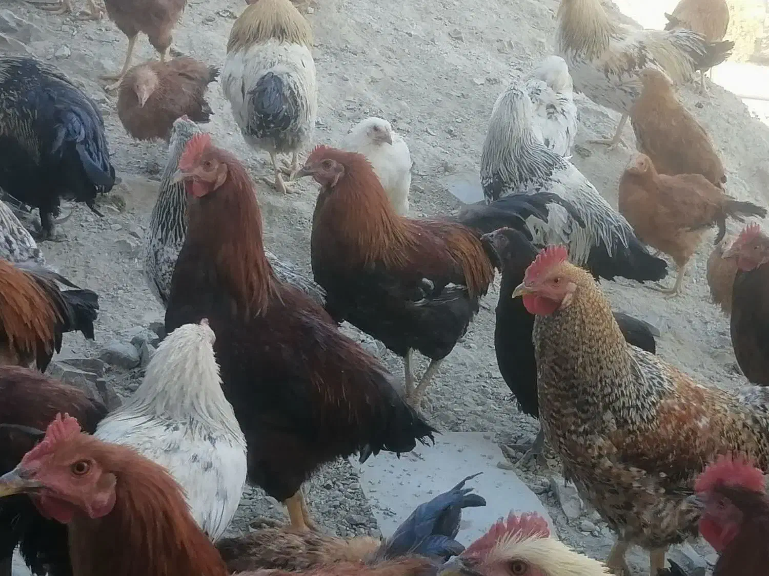 نیمچه مرغ گلپایگانی و مرغ بالغ|حیوانات مزرعه|دماوند, دماوند|دیوار