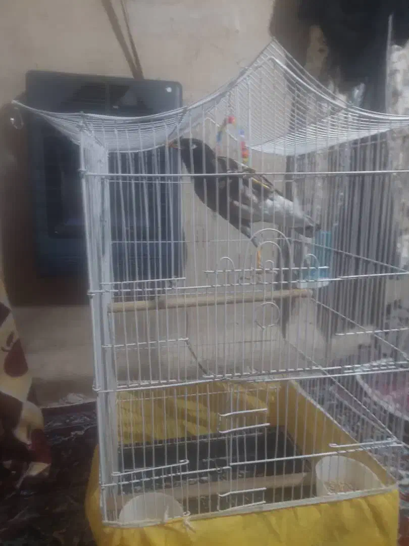 فروش|پرنده|بروجرد, |دیوار