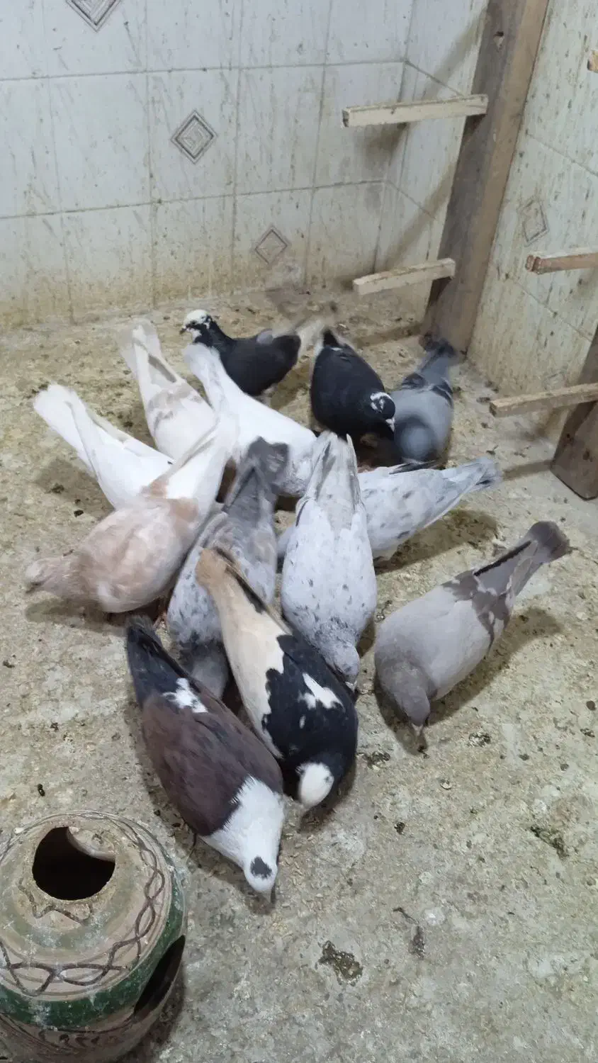 کبوتر پرشی جفت 650|حیوانات|محمدیه-قزوین, |دیوار