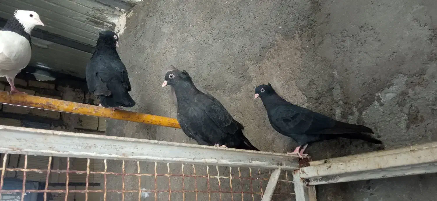 کبوتر|پرنده|شوشتر, |دیوار