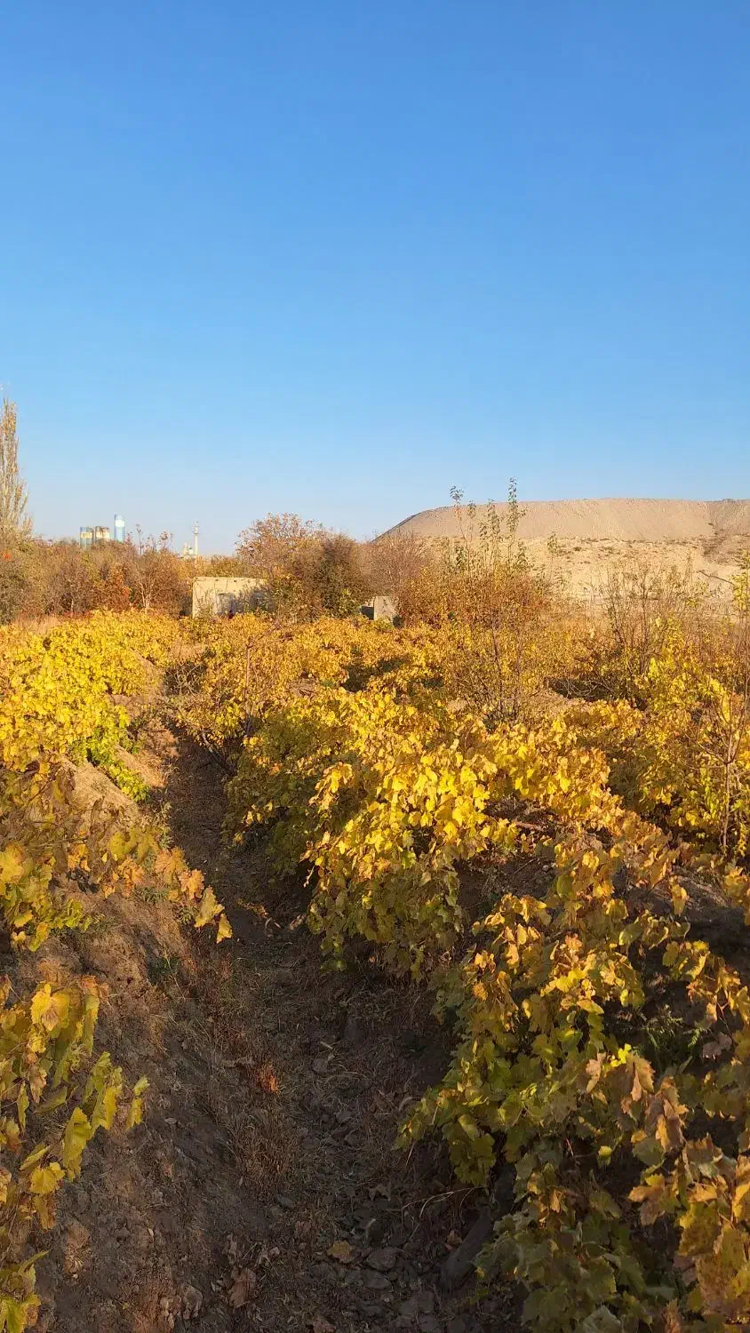 فروش باغ ،معاوضه با خانه یا اپارتمان|فروش دفتر صنعتی، کشاورزی، تجاری|مراغه, |دیوار