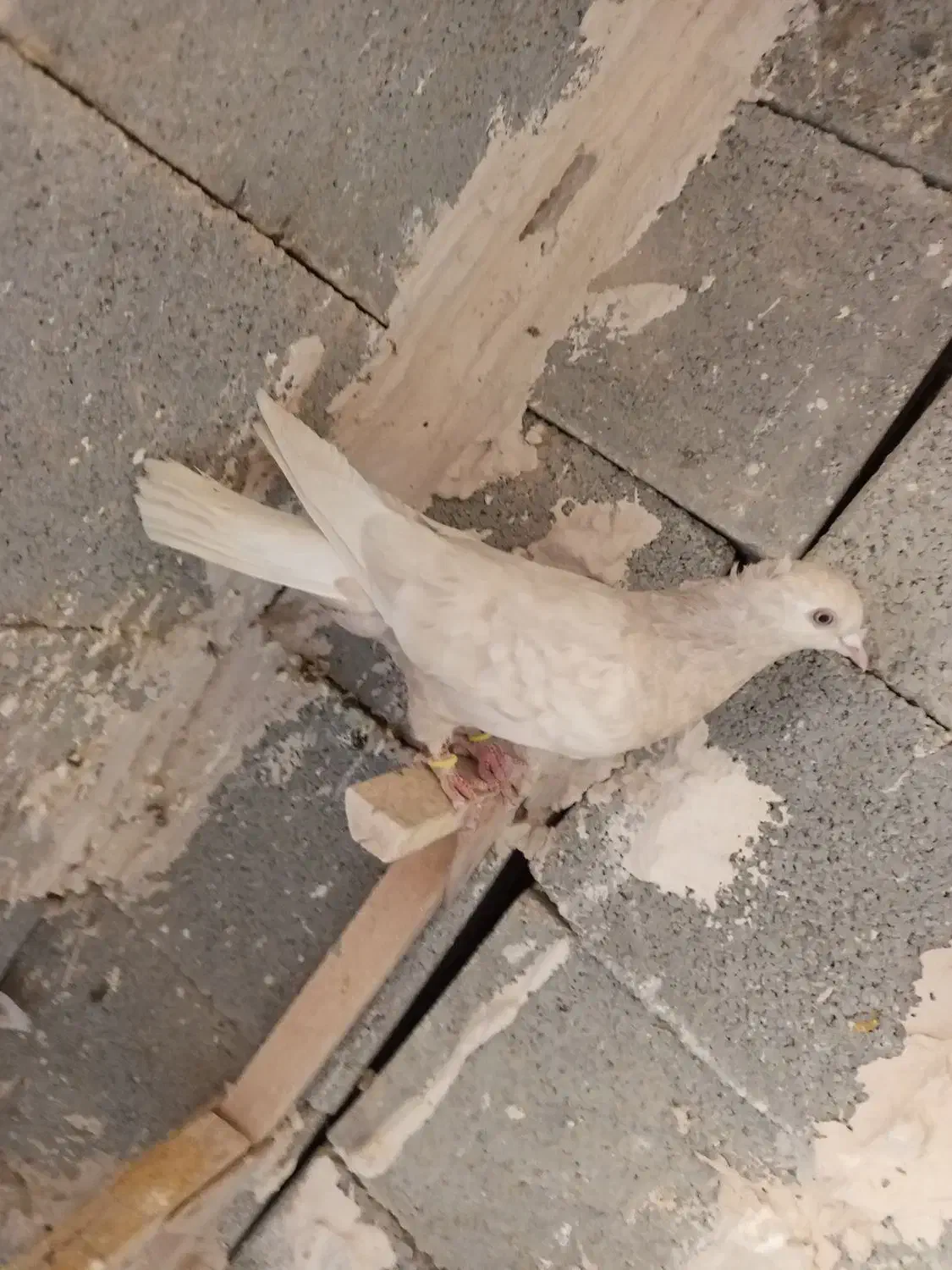 شهری بهبهونی|پرنده|شیراز, شهرک مطهری|دیوار