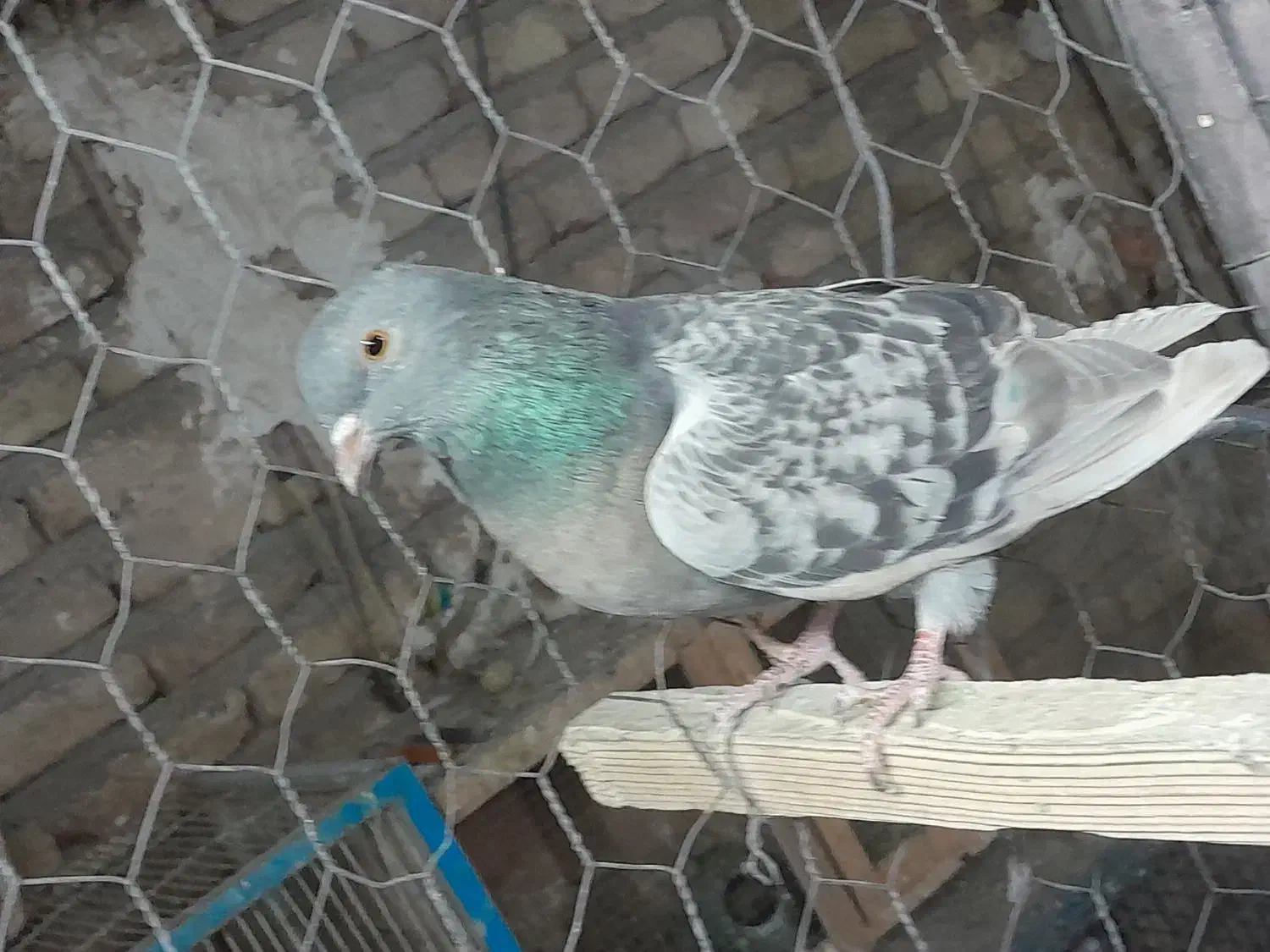 کبوتر فردشی|پرنده|چهاردانگه (تهران), |دیوار