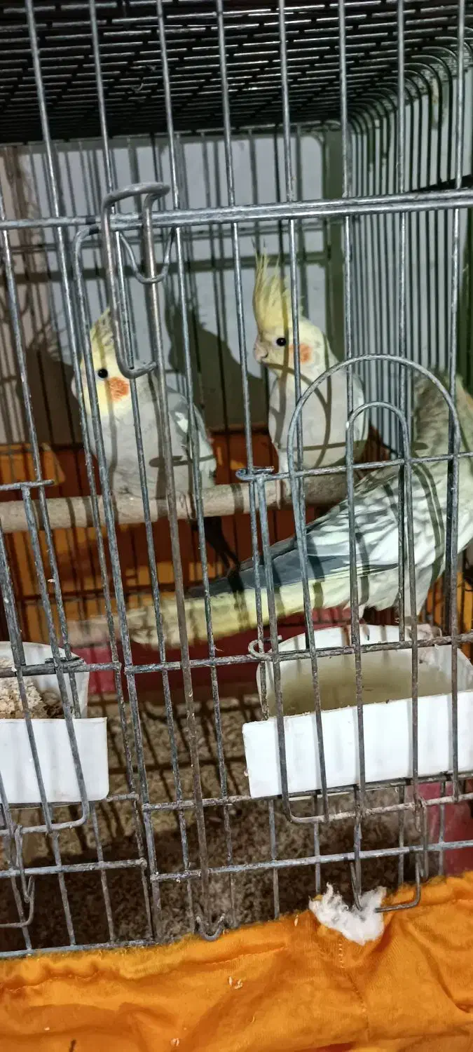 عروس هلندی|پرنده|تهران, افسریه شمالی|دیوار