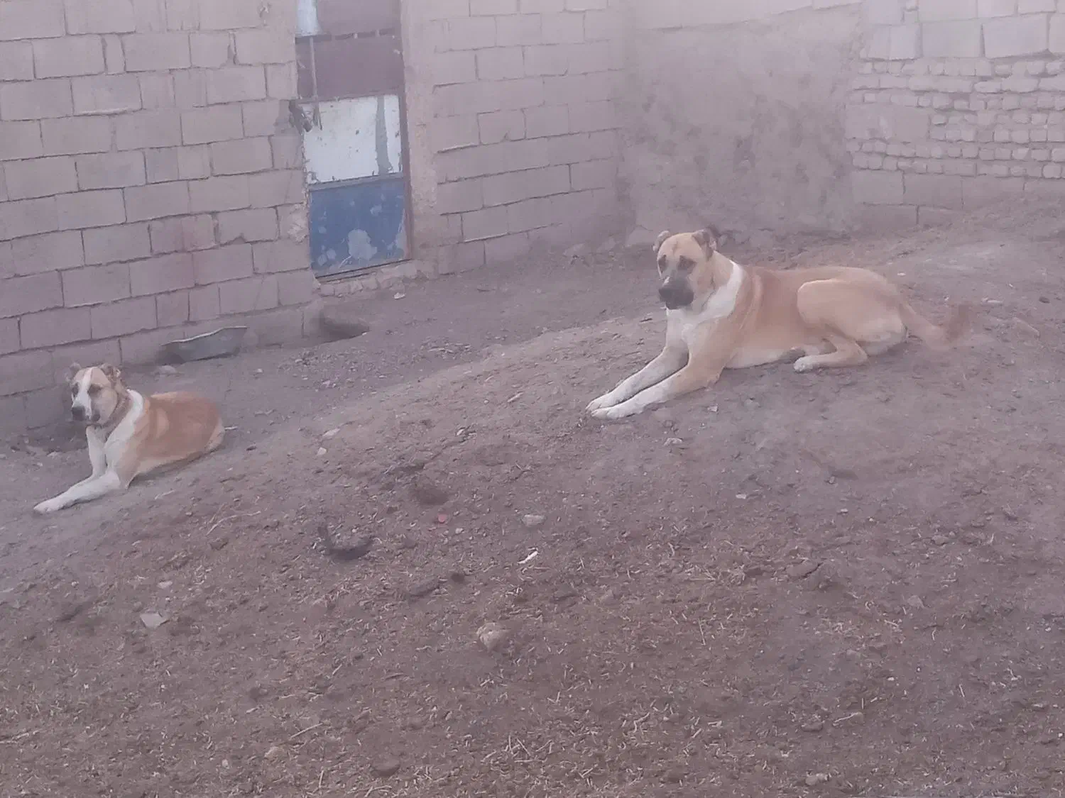 فروشی|سگ|زاوه, |دیوار