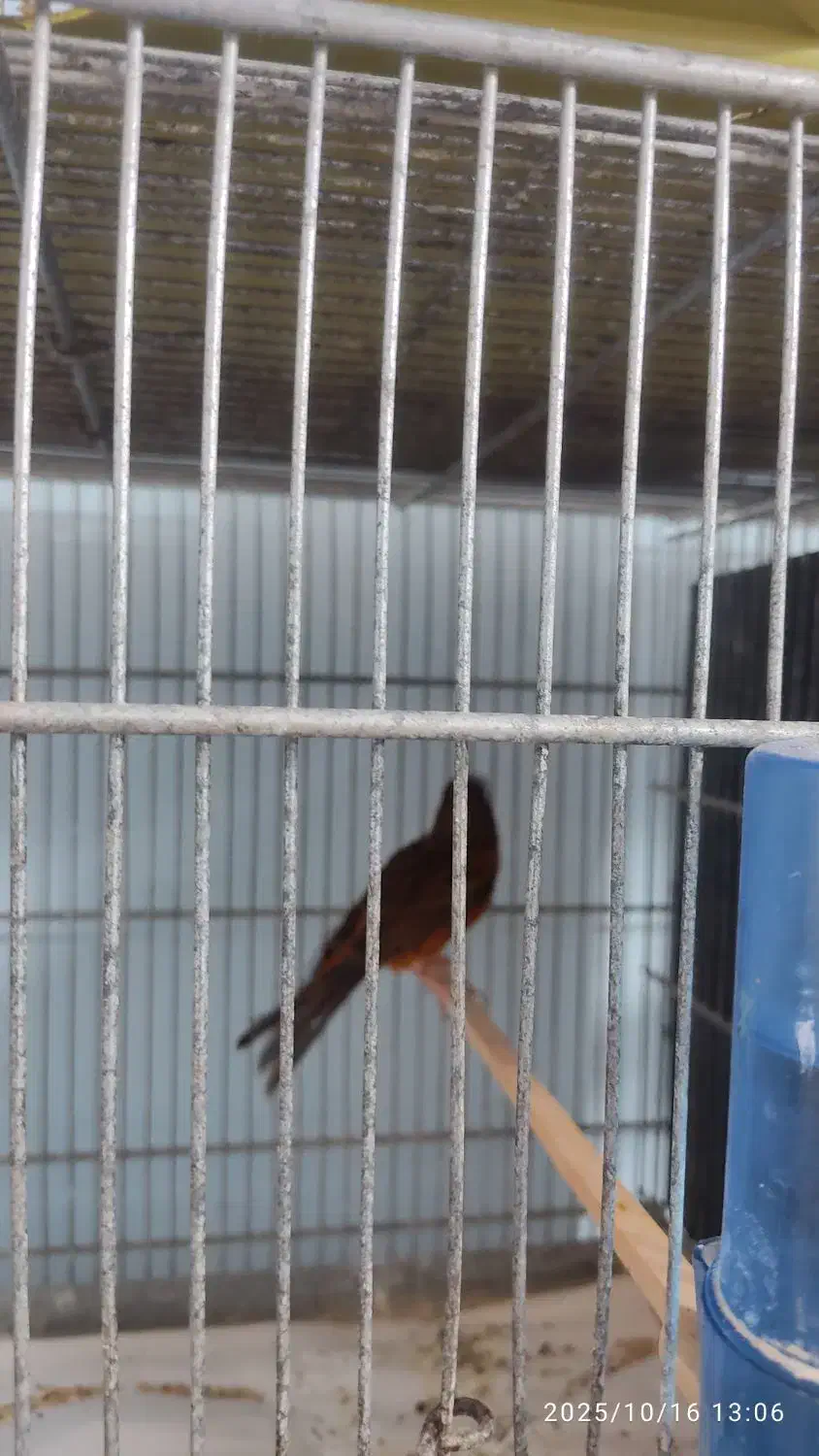 قناری نر مست و ماده آماده|پرنده|بوشهر, |دیوار