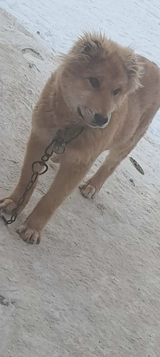 توله سرابی|سگ|بستان آباد, |دیوار