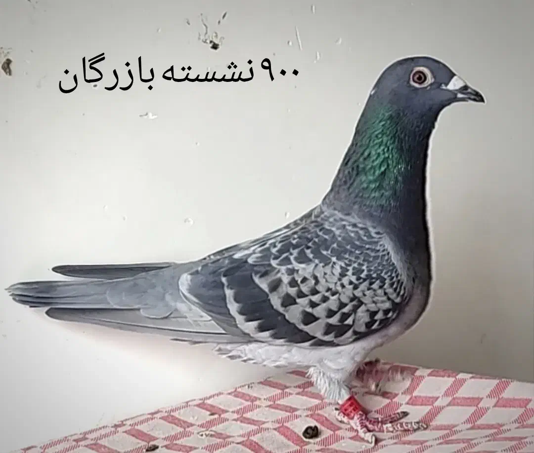 کبوتر مسافتی نشسته و شناسنامه دار|پرنده|سمنان, |دیوار