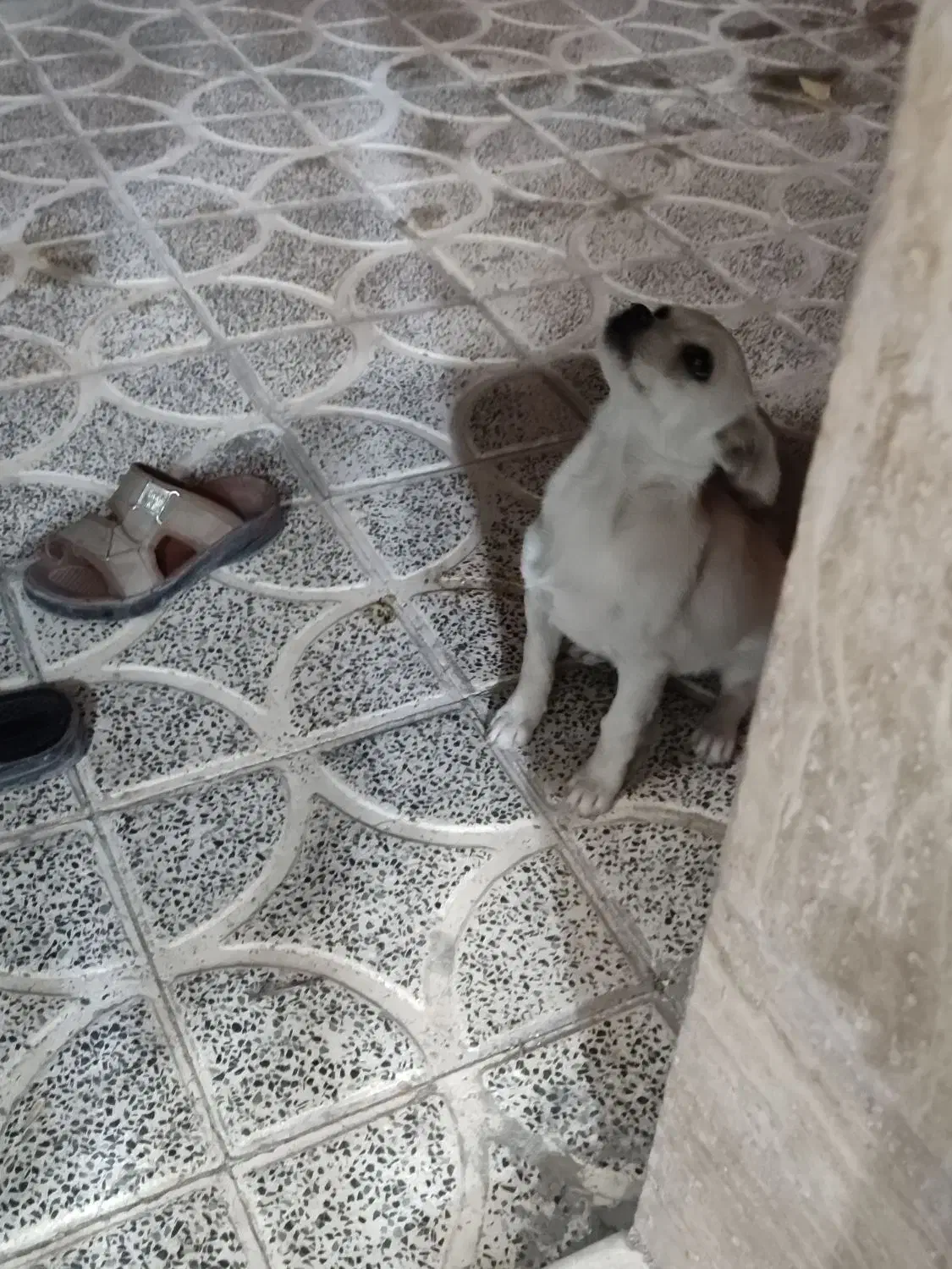 سگ اشپیر|سگ|دهبکری, |دیوار