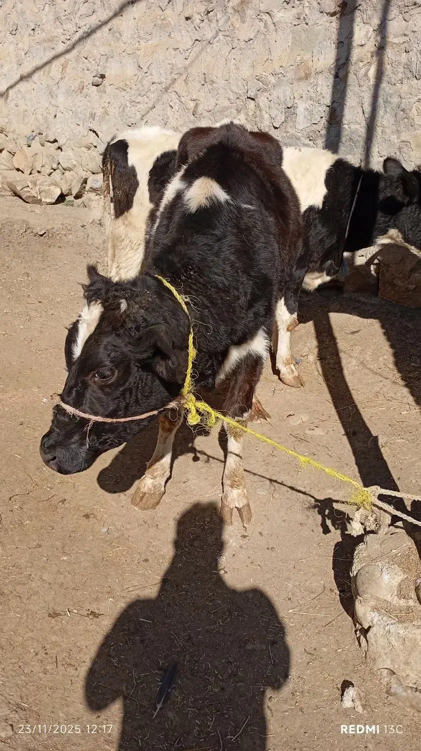 سه عدد تلیسه و یک عدد گاو قصر|حیوانات مزرعه|اهر, |دیوار