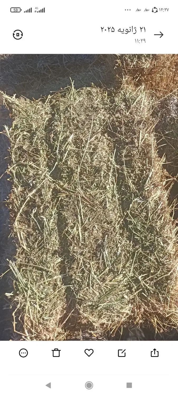 یونجه چین دوم (پشدورا)|لوازم جانبی حیوانات|مشگین شهر, |دیوار