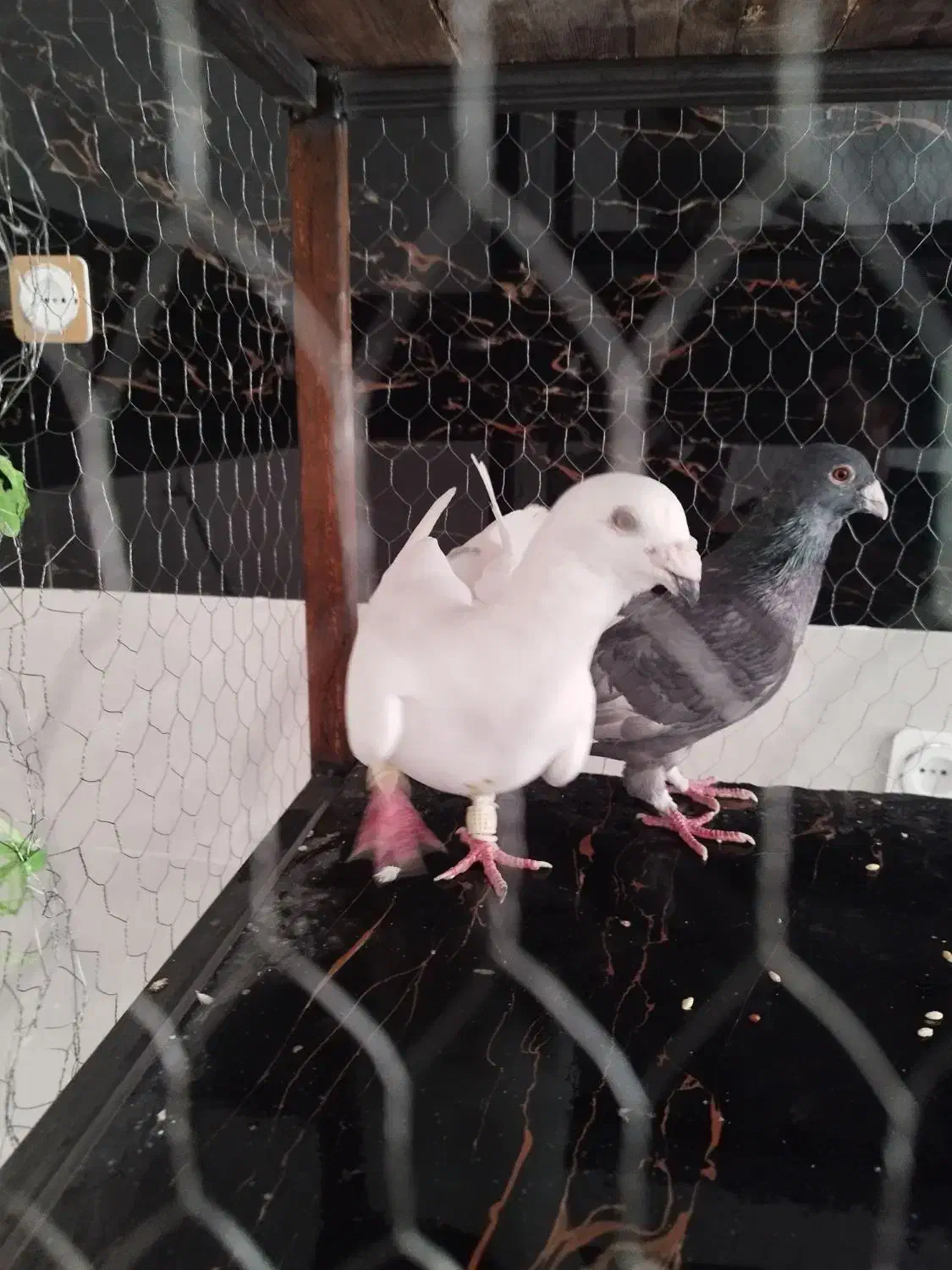 کبوتر پلاکی|پرنده|ابرکوه, |دیوار