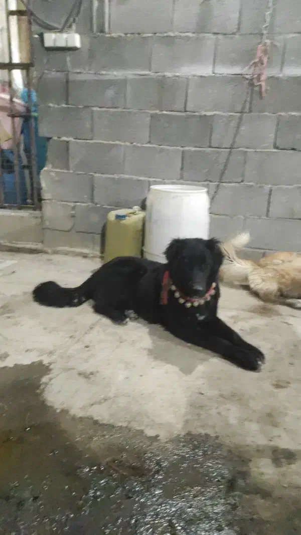 سگ قهدریجانی|سگ|نجف‌آباد, جوزدان|دیوار