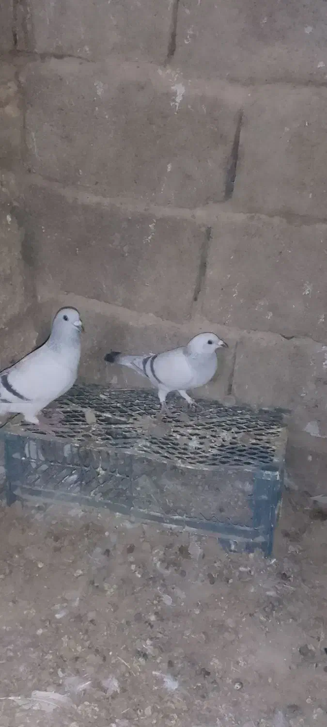 سلام سه کفتر دونر ویک.ماد 1500000|پرنده|کرباسک, |دیوار