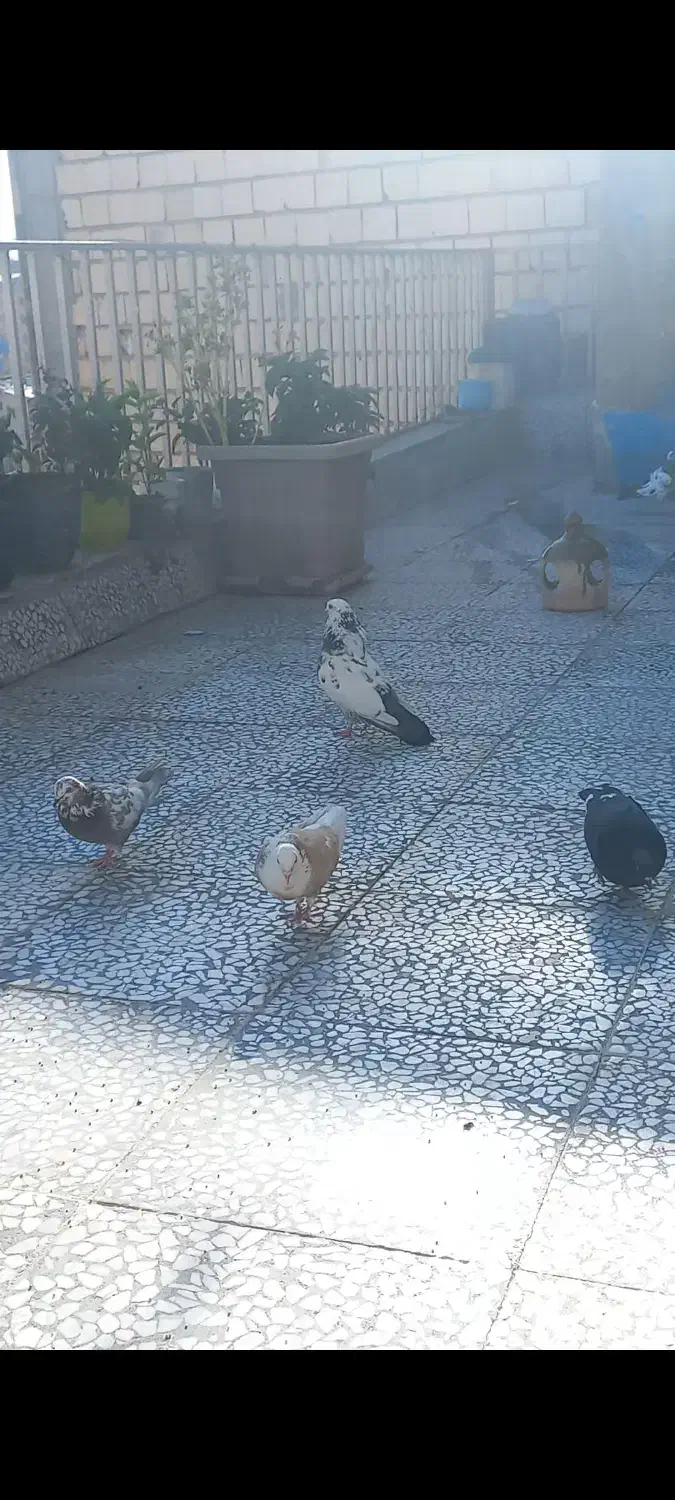 کفتر پرشی|پرنده|مهدی شهر, |دیوار