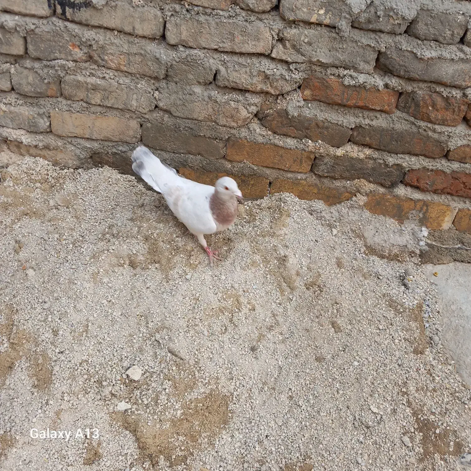 کبوتر|پرنده|کبودرآهنگ, |دیوار