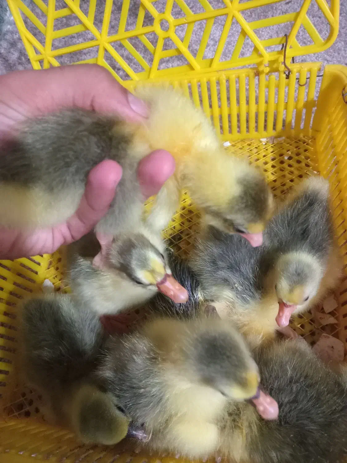 جوجه غاز محلی|حیوانات مزرعه|قائمشهر, |دیوار