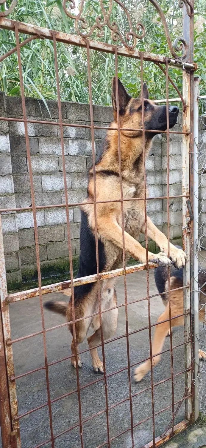 ژرمن شپرد نر|سگ|رودسر, |دیوار