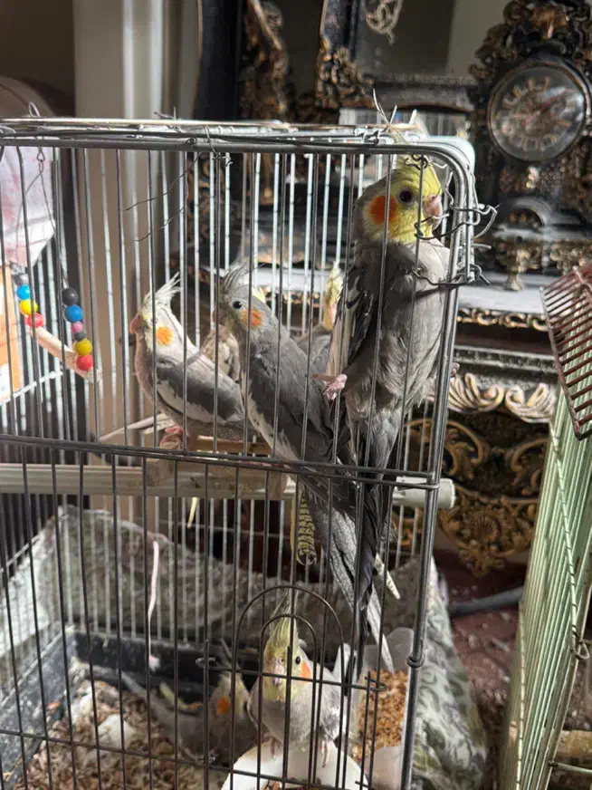 طوطی عروس|پرنده|اقبالیه, |دیوار