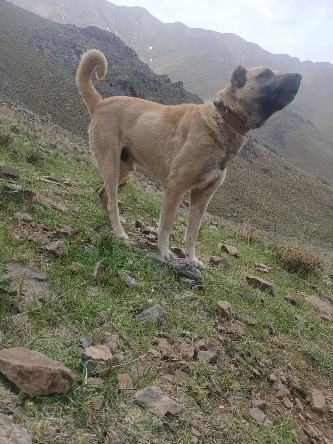 سگ ‌|سگ|ملایر, |دیوار