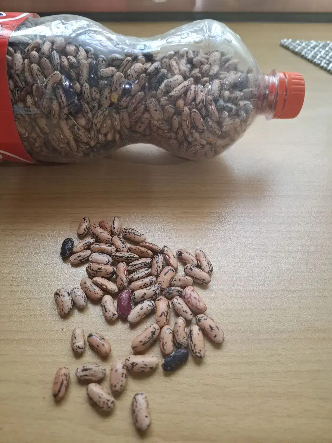 فروش|خوردنی و آشامیدنی|رشت, لاکانی|دیوار