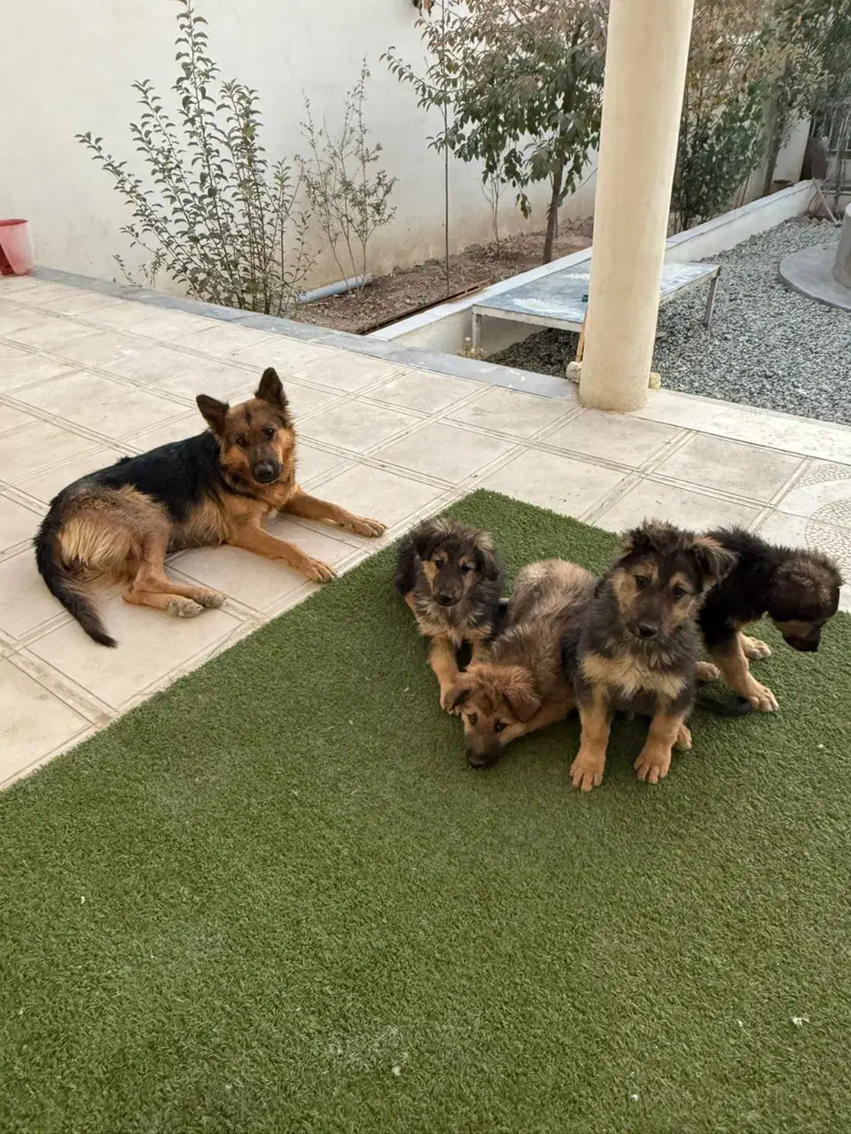 واگذاری توله سگ نگهبان|سگ|رودهن, |دیوار