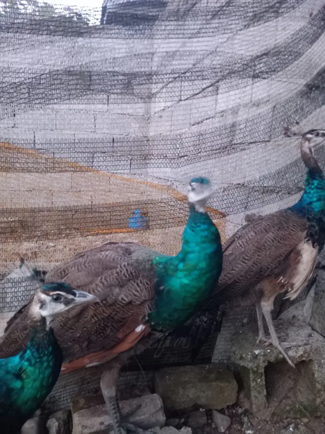 طاووس|پرنده|آستانه اشرفیه, |دیوار