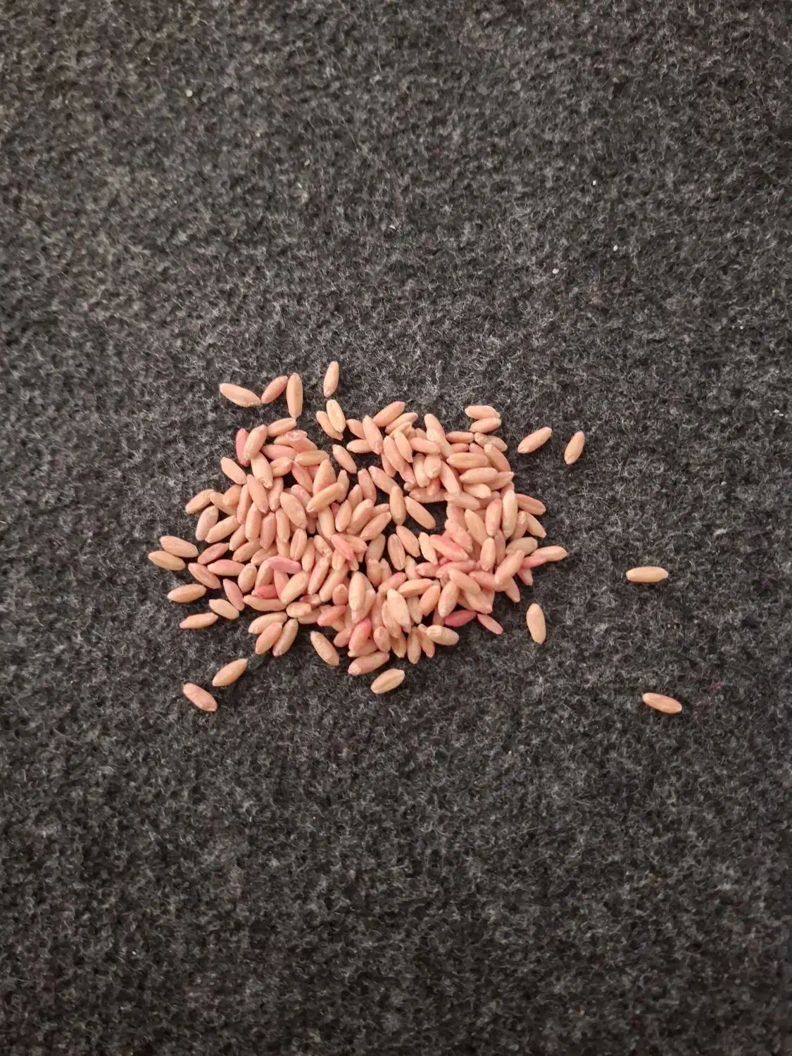 گندوم دیم|عمده‌فروشی|فامنین, |دیوار