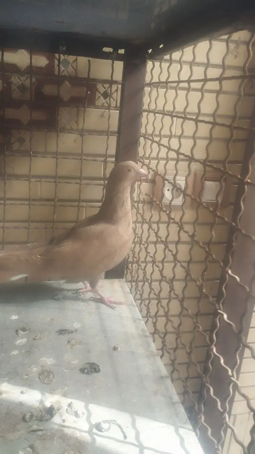 کبوتر|پرنده|نجف‌آباد, مزرعه طالب|دیوار