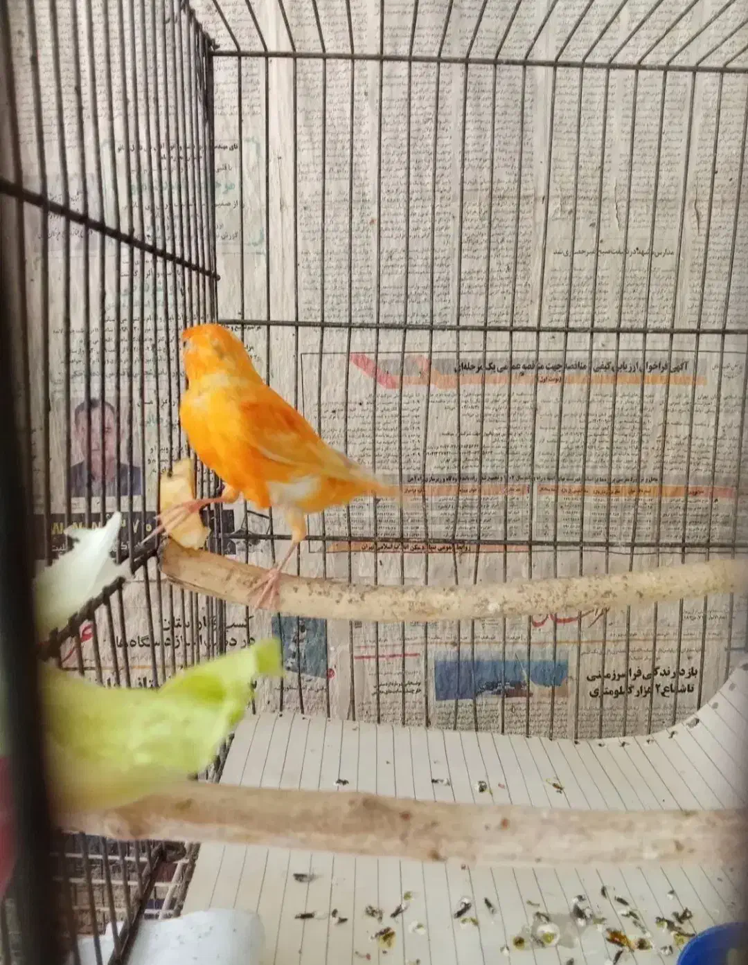 سلام یک جفت قناری سرخ مست مستخون|پرنده|مشهد, ادیب نیشابوری (شهرک غرب)|دیوار