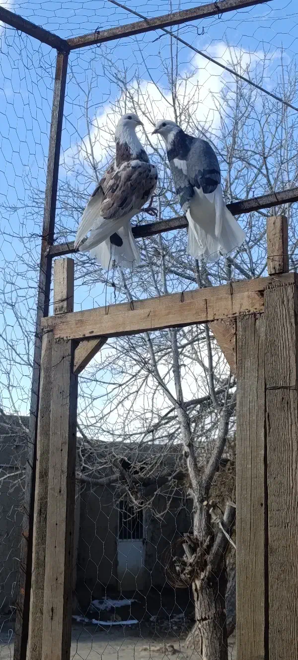 کبوتر|پرنده|جوکار, |دیوار