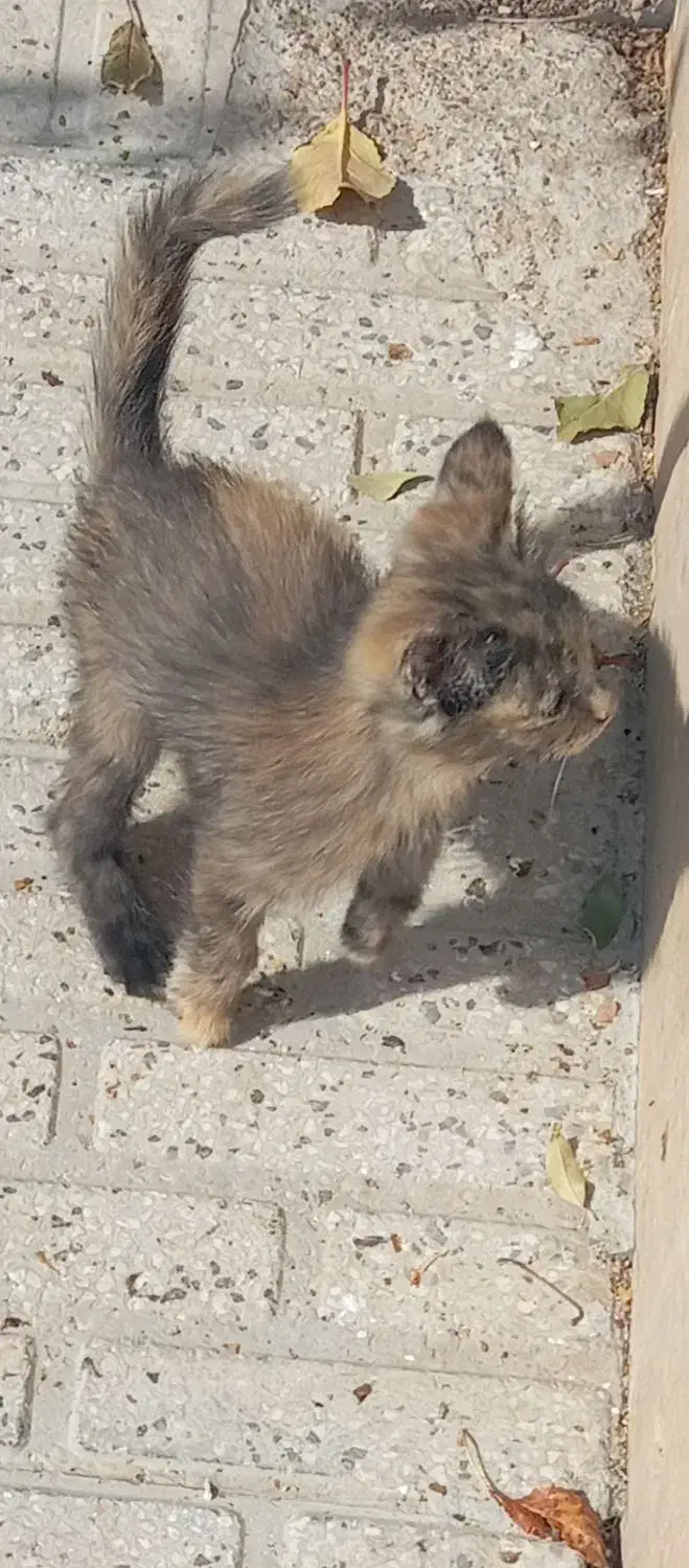 سه عدد بچه گربه خوشکل واگذار میشود|گربه|زرقان, |دیوار