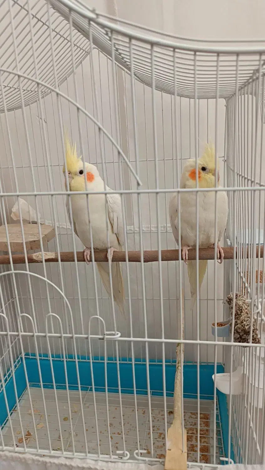 عروس هلندی|پرنده|پیرانشهر, |دیوار